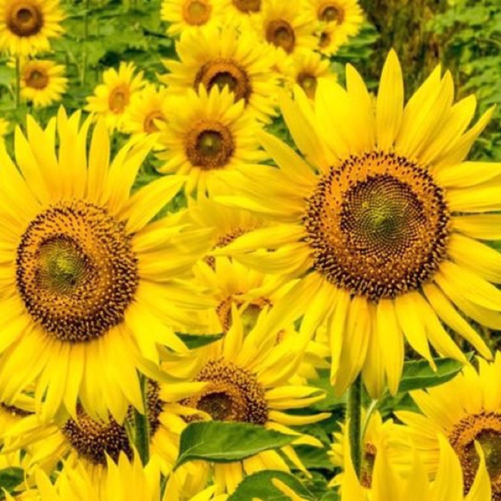 🌼🌼🌼🌼🌼🌼🌼🌼🌼🌼🌼🌼🌼🌼🌼🌼🌼🌼 SEE SPRING SALES